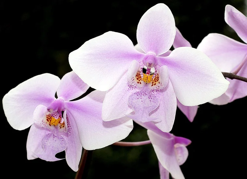 Phalaenopsis schilleriana cascading branched spike with hundreds of rosy-pink flowers