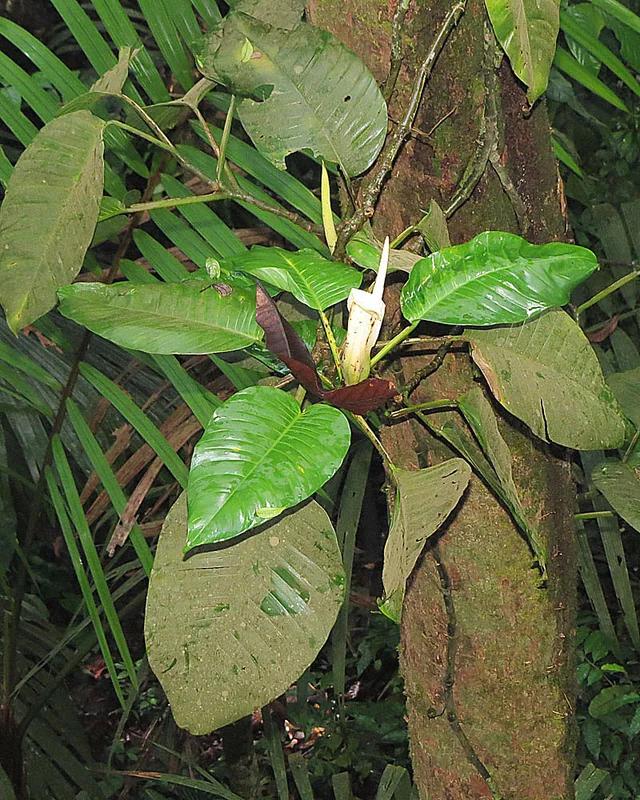 Philodendron alliodorum