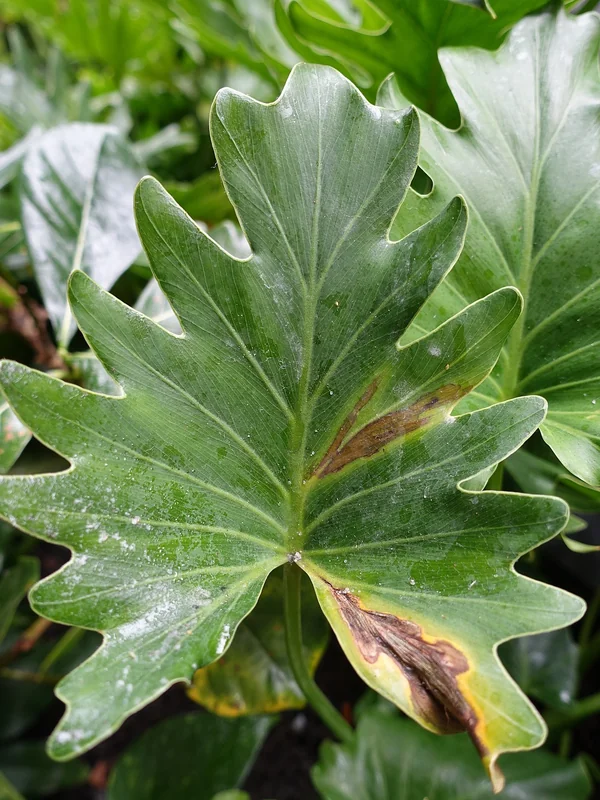 Philodendron sp.