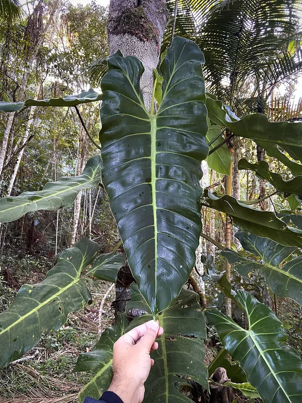 Philodendron bernardopazii