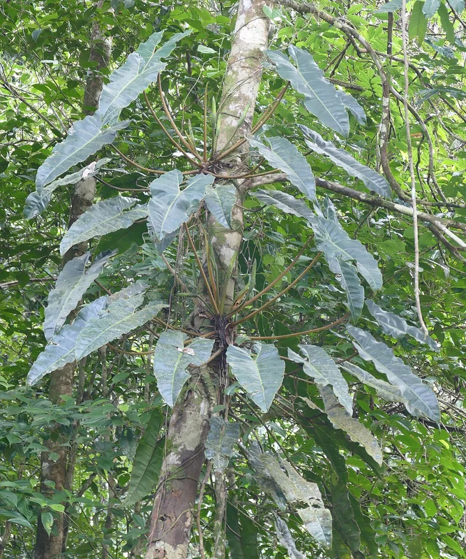 Billiet's Philodendron (Philodendron billietiae)