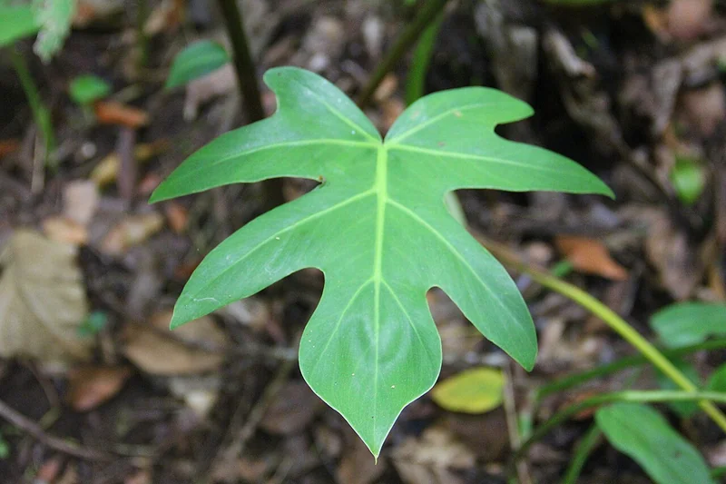 Horsehead Philodendron (Philodendron bipennifolium)
