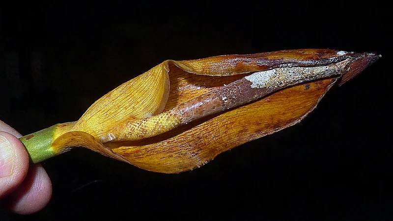 Blanchetianum Philodendron (Philodendron blanchetianum)