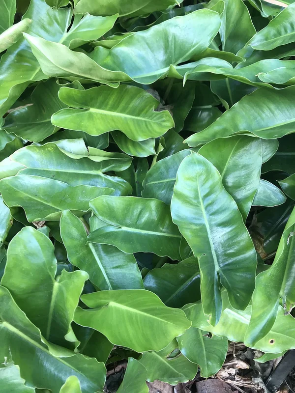 Burle Marx Philodendron (Philodendron burle-marxii)