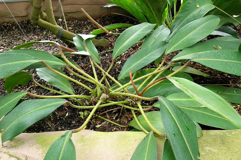 Philodendron (Philodendron callosum)