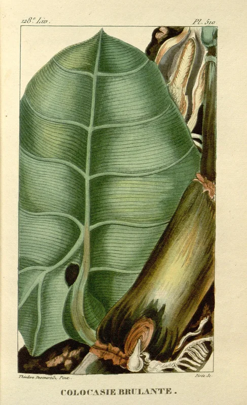 Philodendron (Philodendron consanguineum)