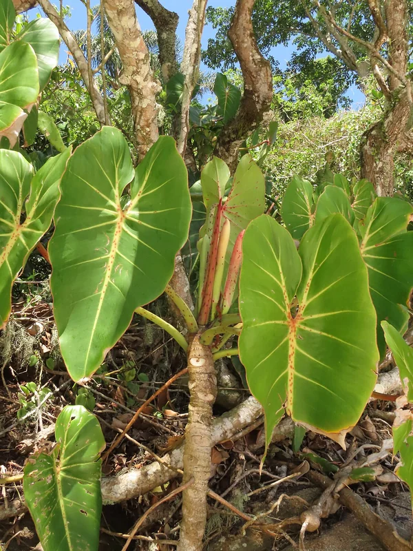 Heartleaf Philodendron (Philodendron cordatum)