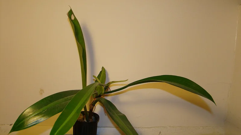Ribbed Philodendron (Philodendron crassinervium)
