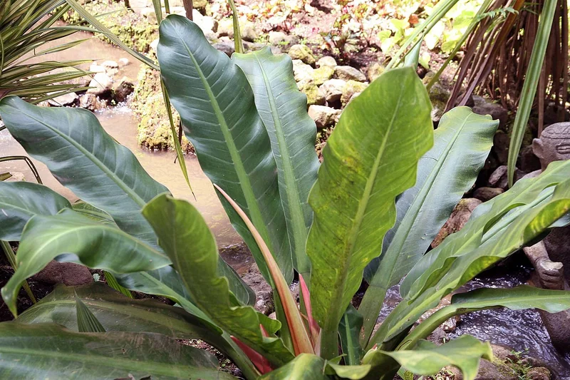 Davidson's Philodendron (Philodendron davidsonii)