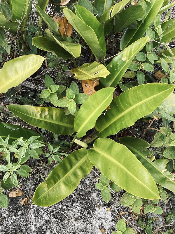 Edmundo's Philodendron (Philodendron edmundoi)