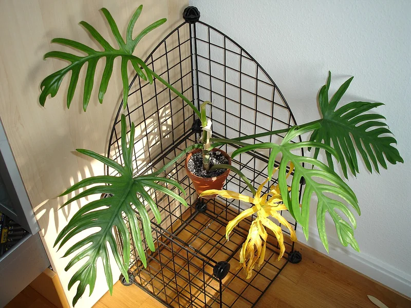 Elegant Philodendron (Philodendron elegans)