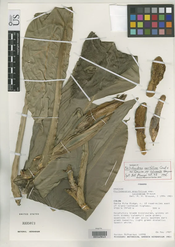 Swordleaf Philodendron (Philodendron ensifolium)