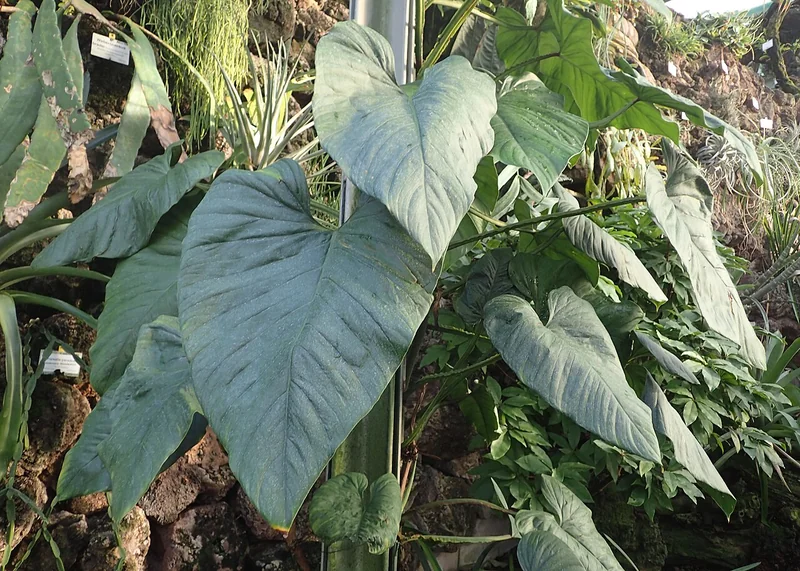 Cut-Leaf Philodendron (Philodendron ernestii)