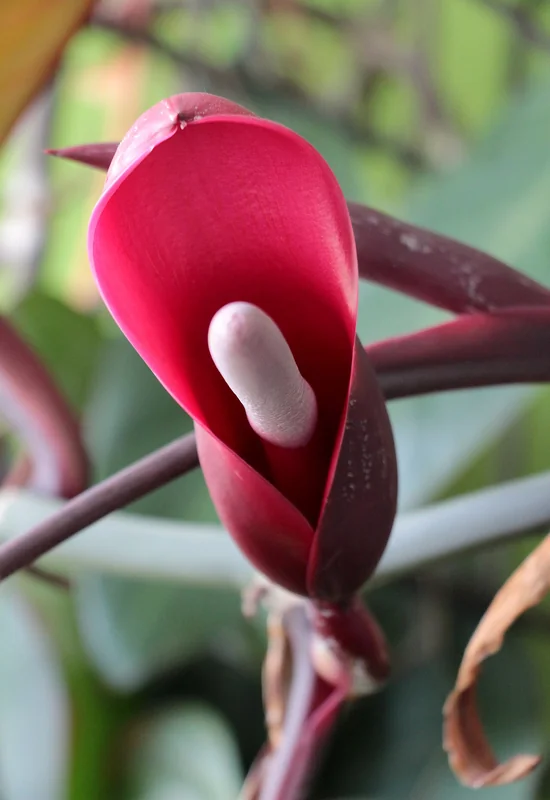Blushing Philodendron (Philodendron erubescens)