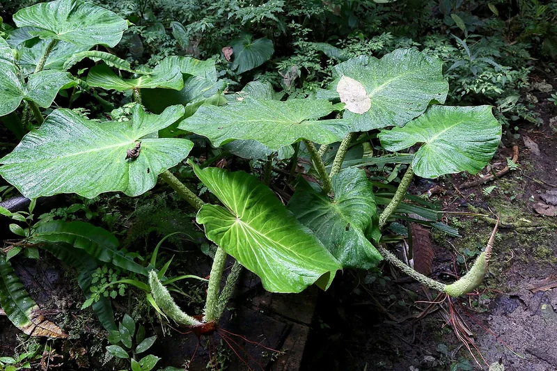 Velvet Philodendron (Philodendron fibrosum)