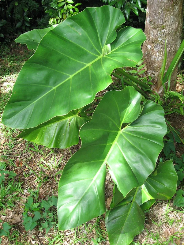 Giant Heartleaf Philodendron (Philodendron giganteum)