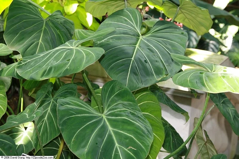 Philodendron gloriosum heart-shaped velvet leaf with white venation