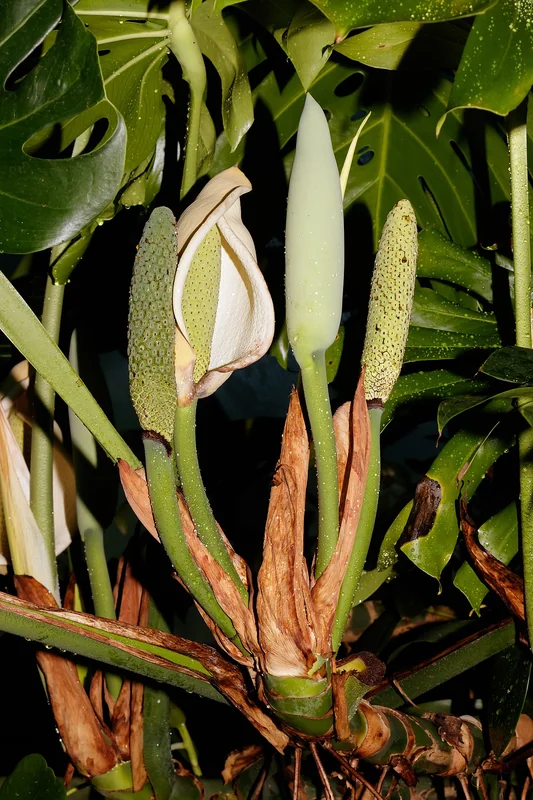 Philodendron joepii adult leaf showing distinctive three-lobed shape