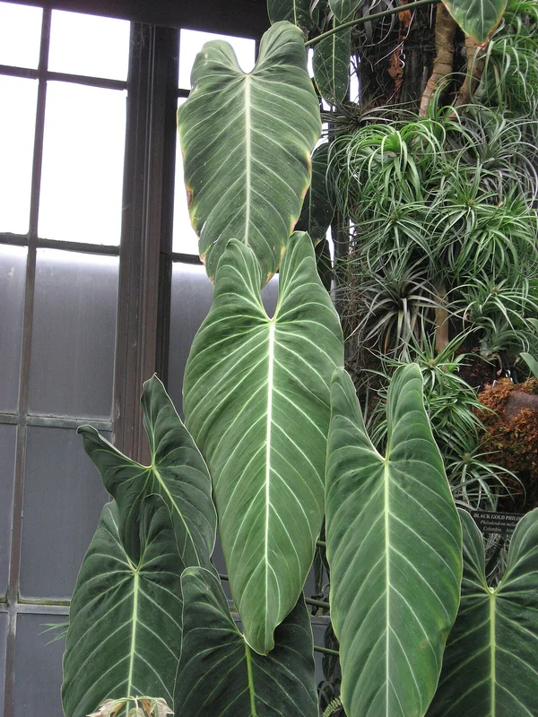 Black Gold Philodendron (Philodendron melanochrysum)