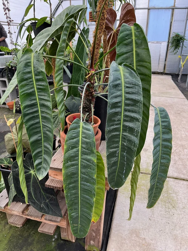 Philodendron patriciae with long corrugated pendant leaves
