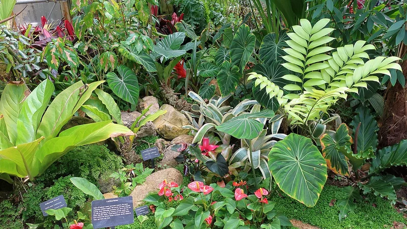 Philodendron plowmanii silver-green ruffled leaves