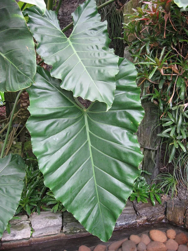Tree Philodendron (Philodendron speciosum)