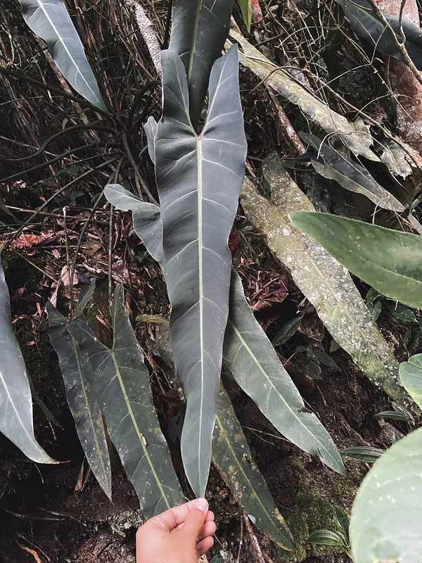Philodendron spiritus-sancti extraordinarily long narrow pendant dark-green leaves on mature climbing plant