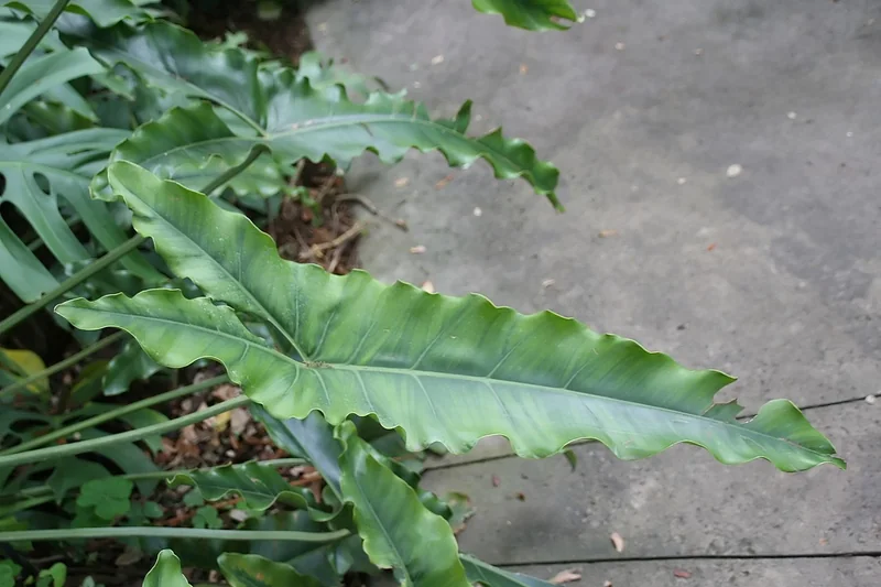 Philodendron stenolobum (Philodendron stenolobum)