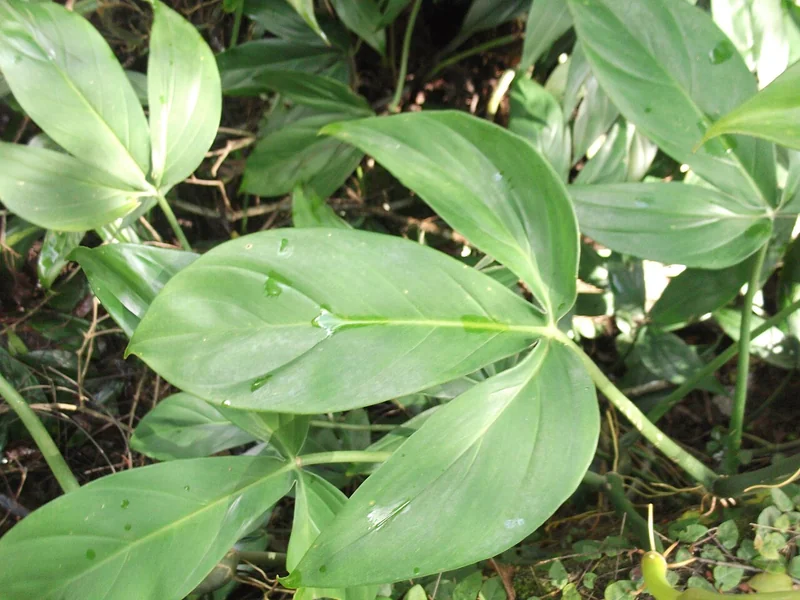 Tri-leaf Philodendron (Philodendron tripartitum)