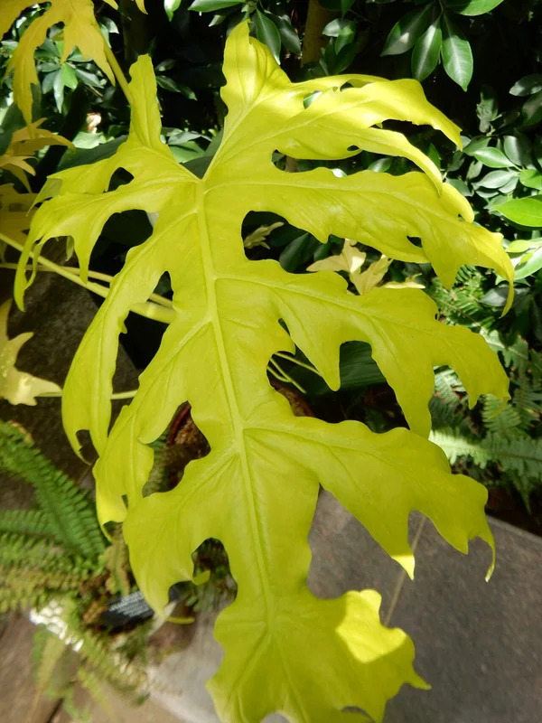 Warszewicz's Philodendron (Philodendron warszewiczii)
