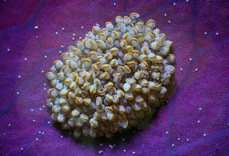 Blue star fern (Phlebodium aureum)