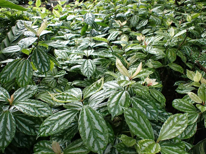 Aluminum plant (Pilea cadierei)
