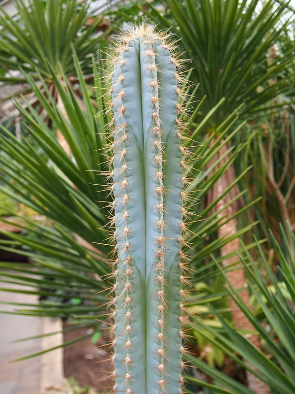 Pilosocereus pachycladus intensely blue-green columnar cactus with orange-brown spines and white woolly areoles
