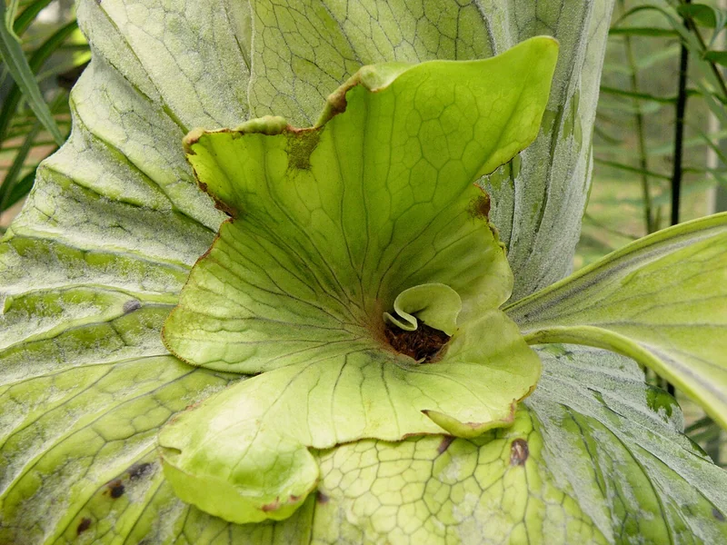 Platycerium grande large staghorn fern with antler-shaped fertile fronds