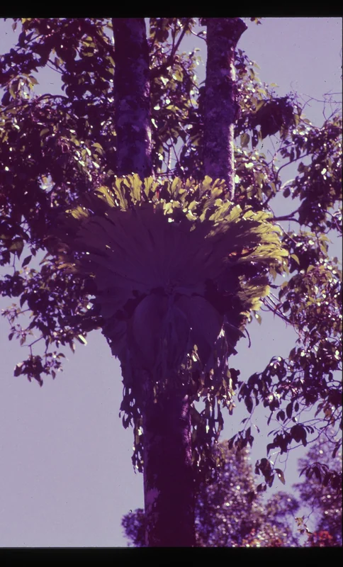 Platycerium superbum large fan-shaped shield fronds at a botanical garden