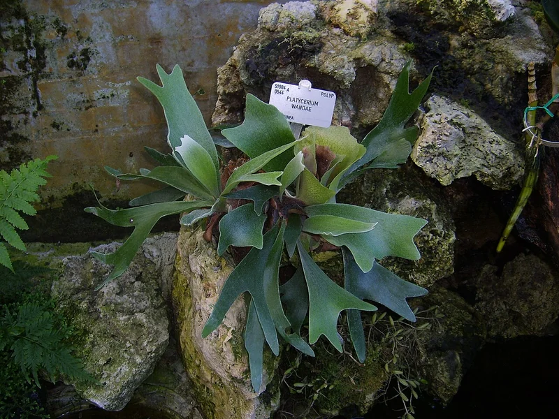 Platycerium wandae queen staghorn fern with white shield fronds
