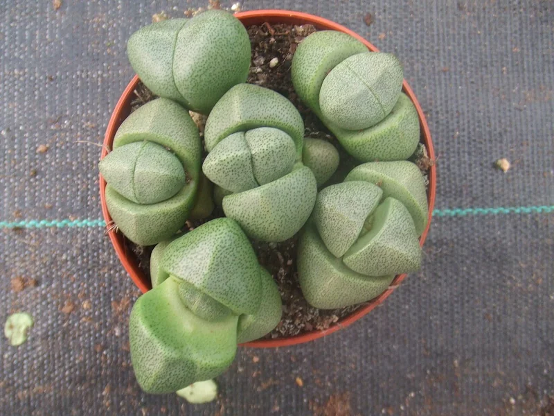 Pleiospilos nelii grey-green granite-textured dome leaf-bodies with large orange flower