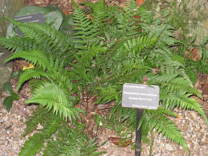 Polystichum tsussimense compact dark-green holly fern rosette