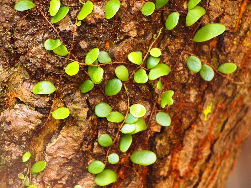 Pyrrosia piloselloides miniature round fronds on wiry rhizomes creeping across tree bark