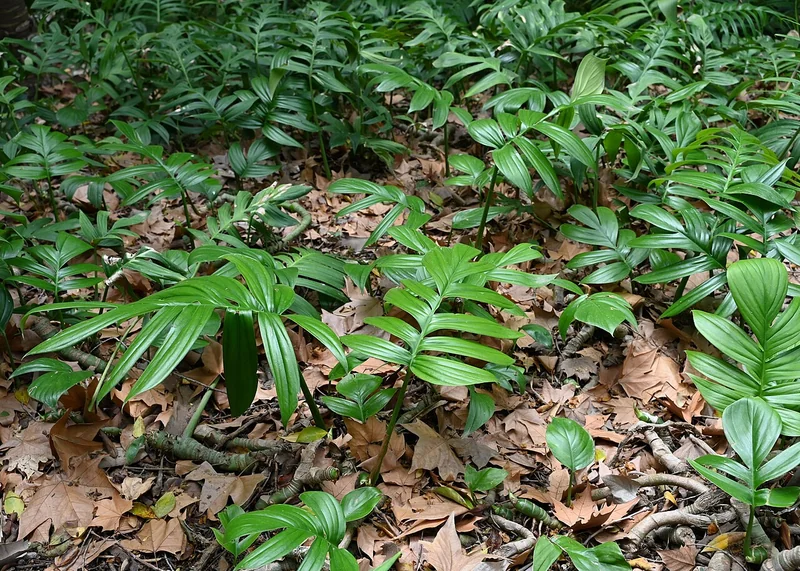Rhaphidophora decursiva adult leaves with deep pinnate lobes