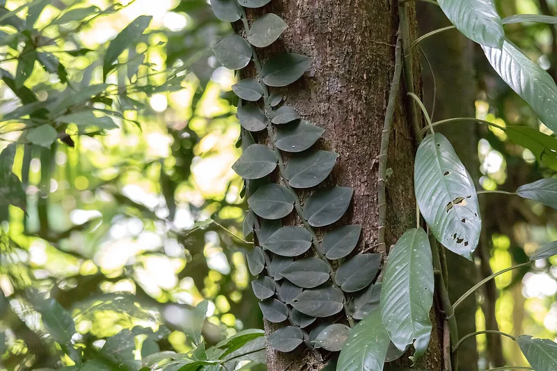 Rhaphidophora hayi rounded green leaves shingled tightly along a climbing stem