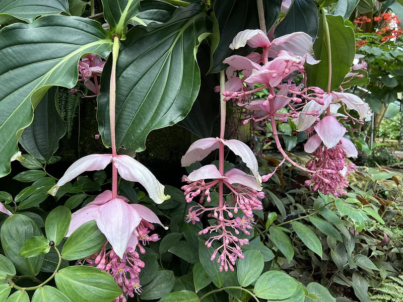 Rhaphidophora tetrasperma leaves showing characteristic split fenestrations