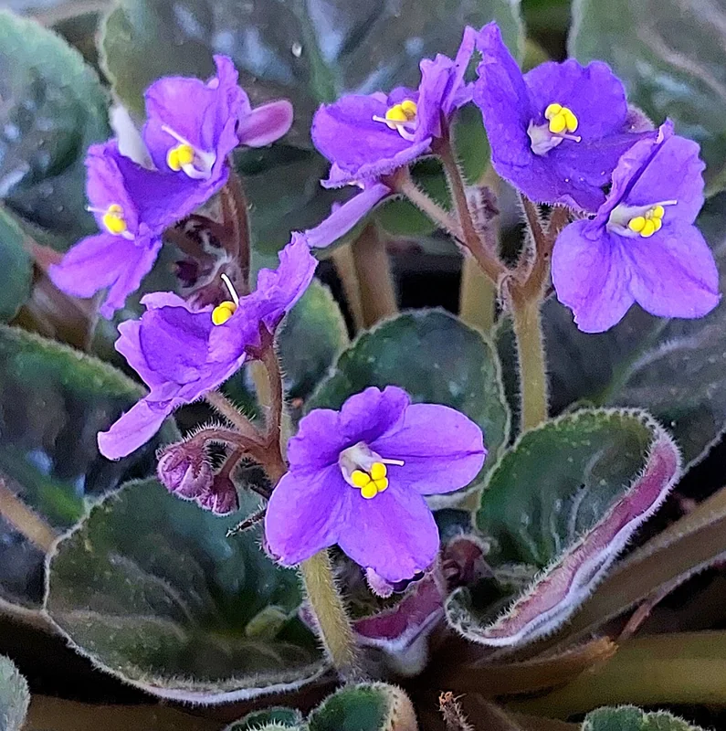 African violet (Streptocarpus ionanthus)
