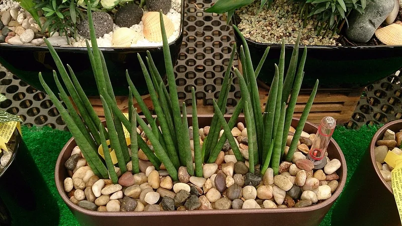 Cylindrical Mikado (Sansevieria bacularis)