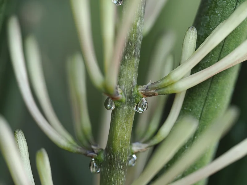 Cylindrical snake plant (Dracaena angolensis)