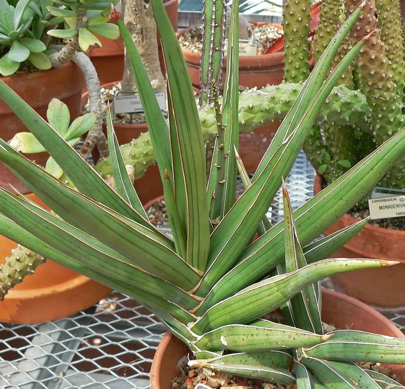 Blue Sansevieria (Sansevieria ehrenbergii)