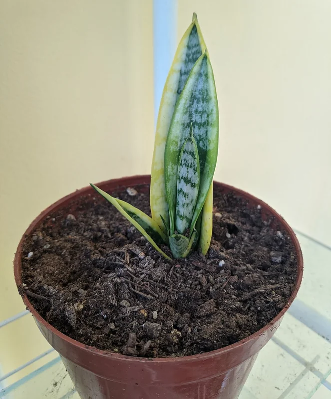 Sansevieria sp.