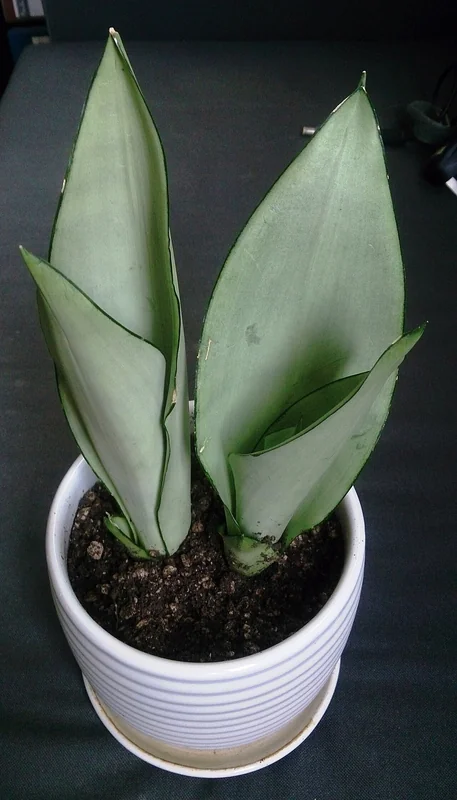 Moonshine Snake Plant (Sansevieria trifasciata 'Moonshine')