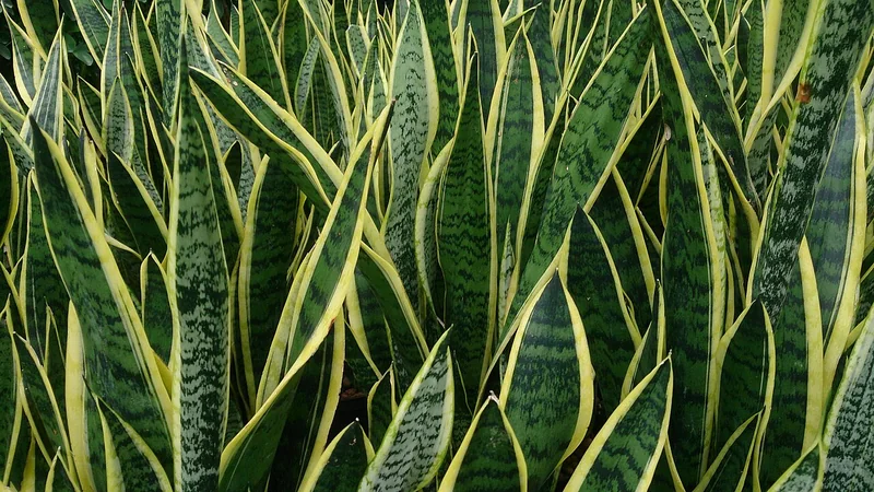 Yellow-edged Snake Plant (Sansevieria trifasciata 'Laurentii')