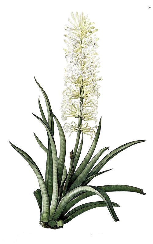 Ceylon Bowstring Hemp (Sansevieria zeylanica)
